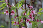 Prunus 'Okame' - 180cm with beautiful pink spring blossoms, showcasing a hardy wintergreen plant ideal for winter gardens