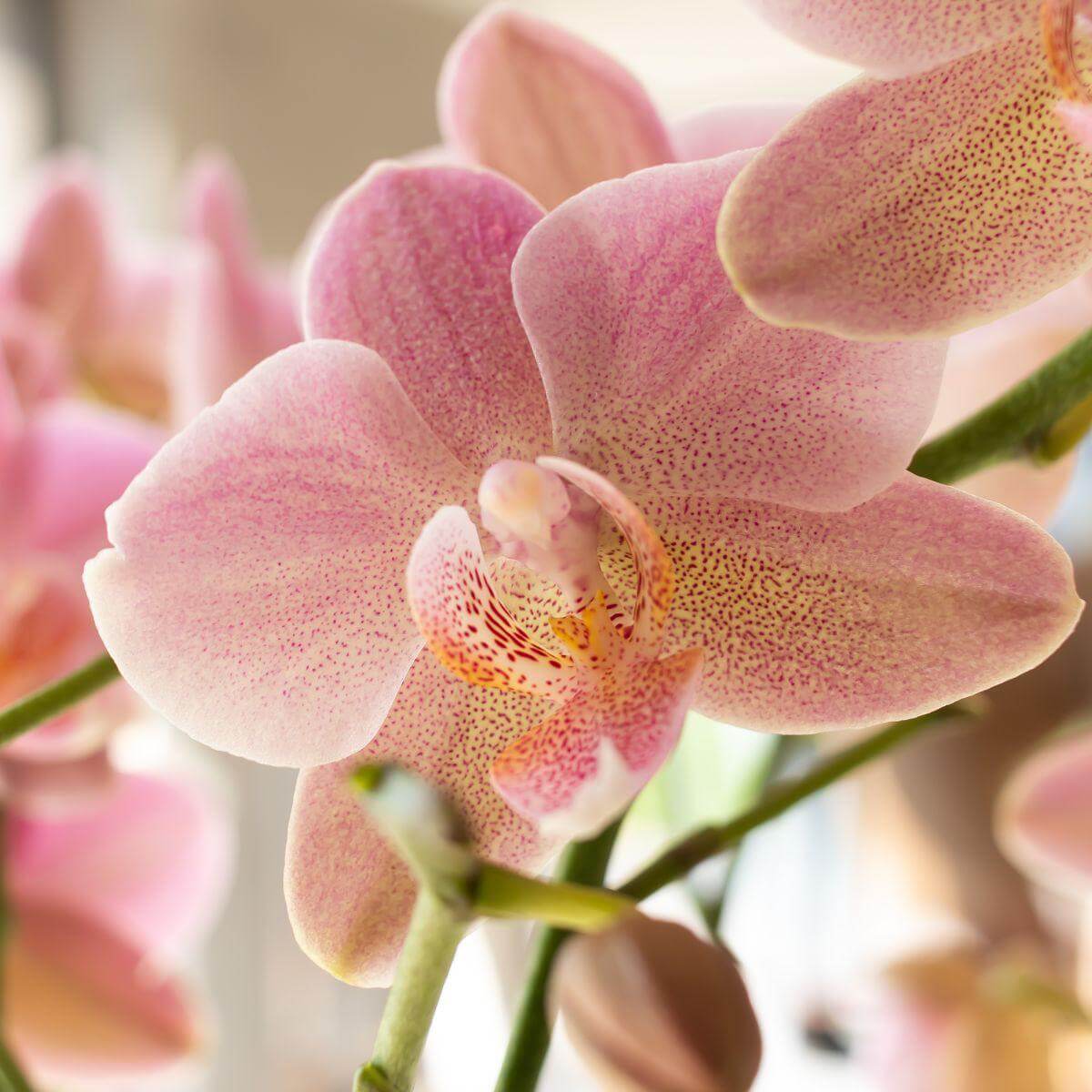 Oudroze Phalaenopsis orchidee close-up, bloeiende kamerplant in Jewel Treviso pot Ø12cm, unieke orchidee kleur, vers van de kweker.