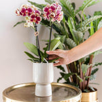 Hand plaats een pot met bloeiende Kolibri Orchids op tafel, achtergrond met groene planten.