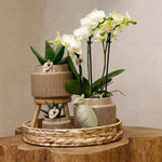 Gift set Jungle met groene planten en witte Phalaenopsis Orchidee in keramieken sierpotten op een houten tafel.