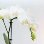 Witte Phalaenopsis Orchidee Amabilis bloeiend met knop tegen neutrale achtergrond.