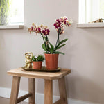 Kolibri Orchids Geel rode phalaenopsis orchidee Spain in retro terracotta sierpot op houten kruk in moderne woonkamer.