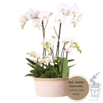 Drie witte Kolibri Orchids en drie groene planten in een katoenen mand met zelfvoorzienend waterreservoir.