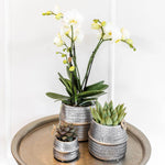 Planten set Groove zilver met witte Phalaenopsis orchidee Amabilis en groene Aloe Brevifolia in zilveren keramieken sierpotten.