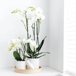 Witte Phalaenopsis orchidee Dame Blanche in potmaat Ø12cm, bloeiende kamerplant op een lichte vensterbank, luxe en rustgevende sfeer in huis.