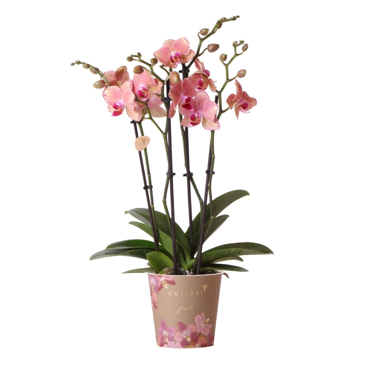 Oranje roze Phalaenopsis orchidee in bloei - Kolibri Orchids Jewel Pirate Picotee in Ø12 cm pot, eyecatcher kamerplant.