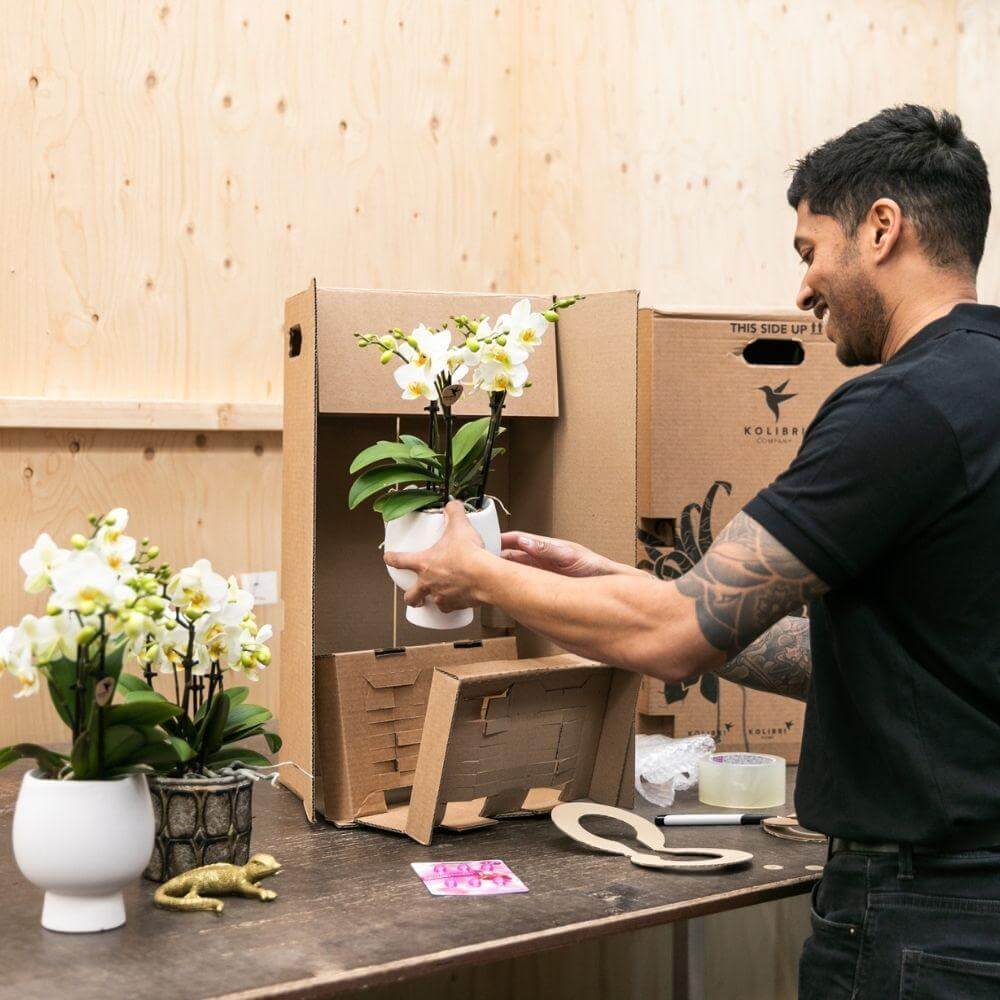 Man pakt witte Phalaenopsis Orchidee uit in keramieken pot, onderdeel van Kolibri Company giftset met succulenten en sierpotten.