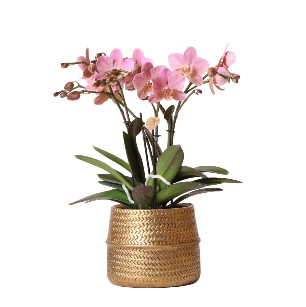 Kolibri Orchids roze Phalaenopsis orchidee Treviso in gouden Groove sierpot Ø12cm, 35cm hoog, bloeiende kamerplant met vier bloemtakken.