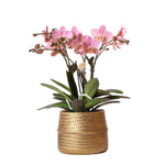 Kolibri Orchids roze Phalaenopsis orchidee Treviso in gouden Groove sierpot Ø12cm, 35cm hoog, bloeiende kamerplant met vier bloemtakken.