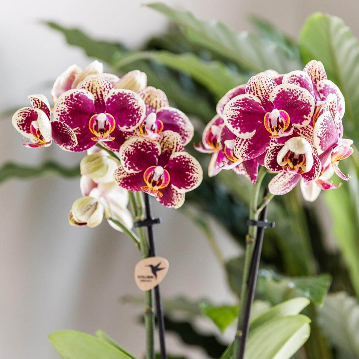 Geel rode phalaenopsis orchidee in potmaat Ø9cm uit de Diamond lijn, bloeiende kamerplant met bijzondere patronen, vers van de kweker.