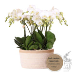 Drie witte orchideeën in een katoenen mand met waterreservoir, complete orchideeënset, wit Mono Bouquet, Ghent 12cm.