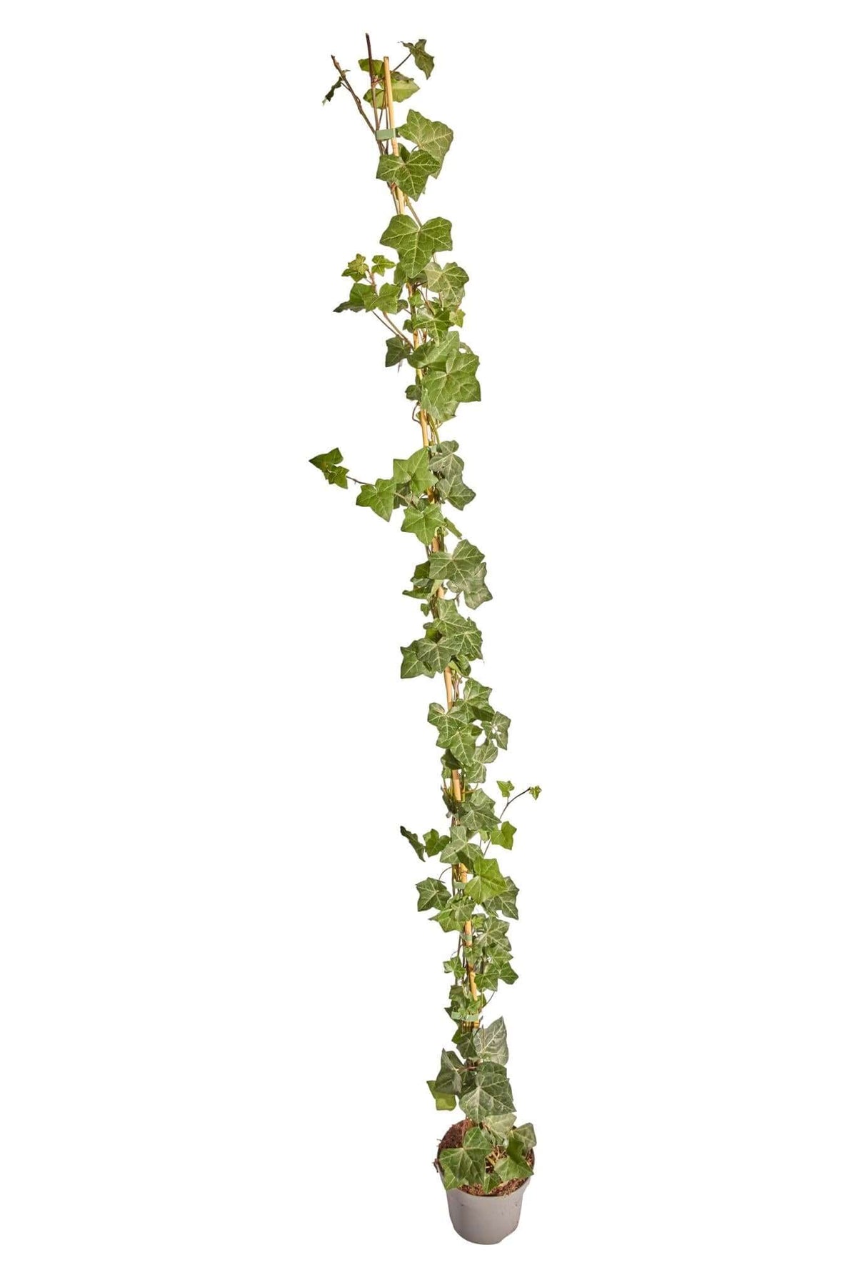 Hedera hibernica Gestokt 150-175cm wintergroene haagplant in pot, perfect winterharde plant for green hedges