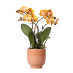 Oranje phalaenopsis orchidee in cognac kleurige Glazed sierpot Ø12cm met golvend patroon en geel-oranje bloemen.