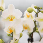 Witte Phalaenopsis orchidee in bloei, onderdeel van de Kolibri Company Inner Retreat plantenset met keramieken sierpotten.