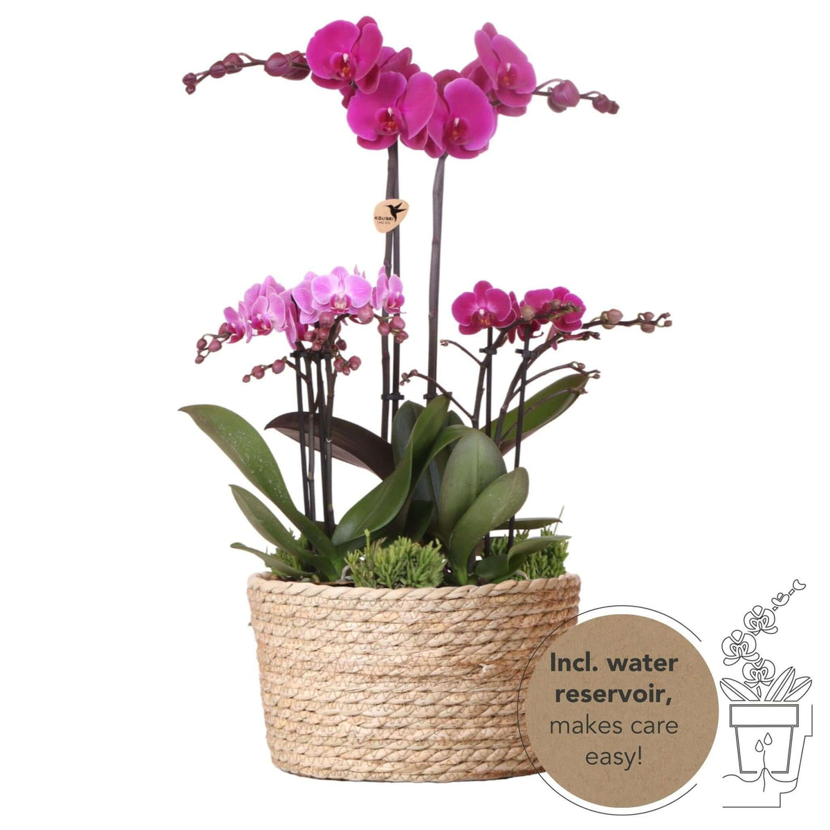 Paarse Kolibri Orchids en Rhipsalis set in rieten mand met waterreservoir. Drie paarse orchideeën en drie groene planten.