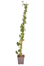 Hedera hibernica Gestokt wintergroene plant in pot, 80cm hoog, ideaal voor hagen en gevels, 50 stuks, snelgroeiende winterharde plant