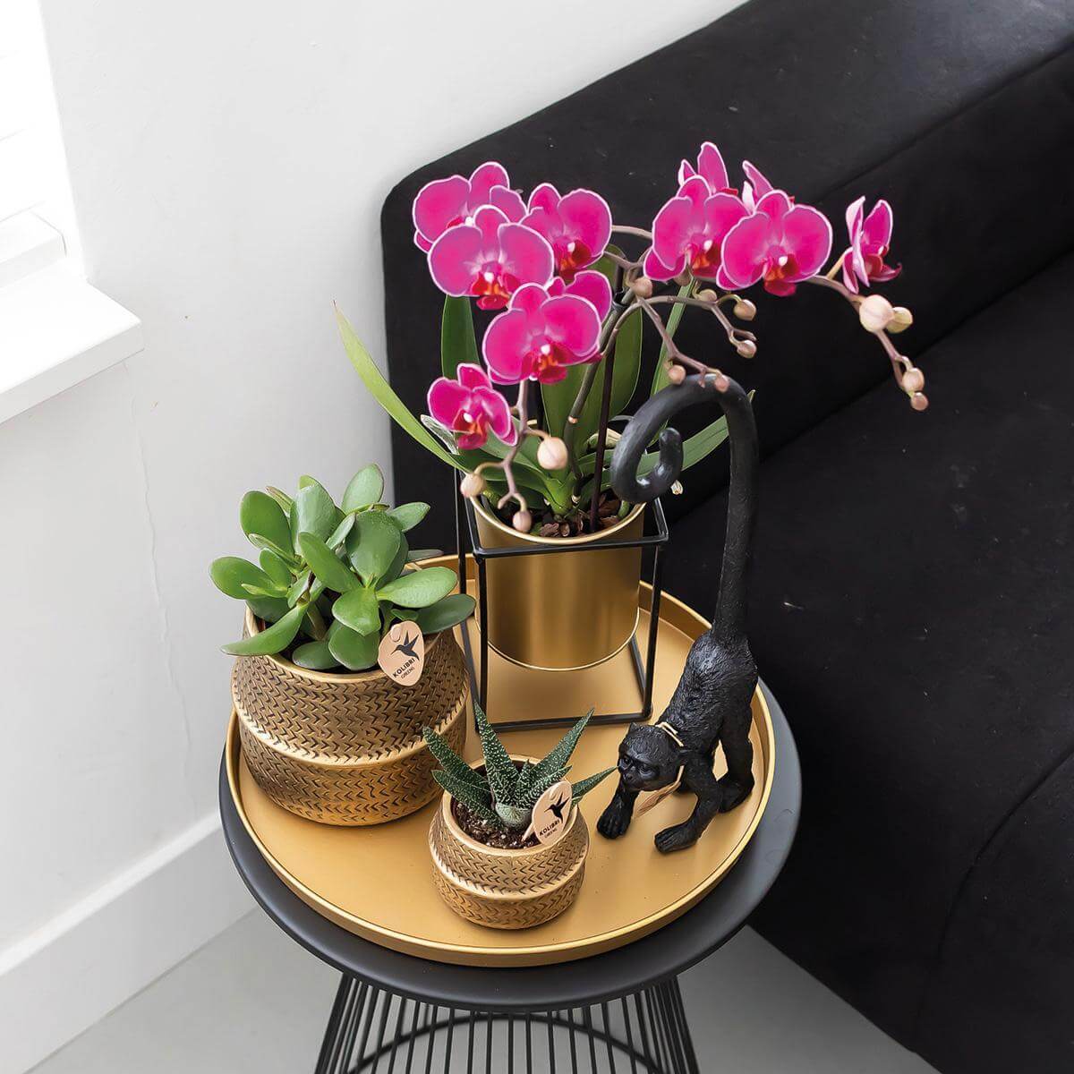 Paarse Phalaenopsis Orchideeën in gouden sierpot op een zwart bijzettafeltje met groene planten en decoratief aapje.