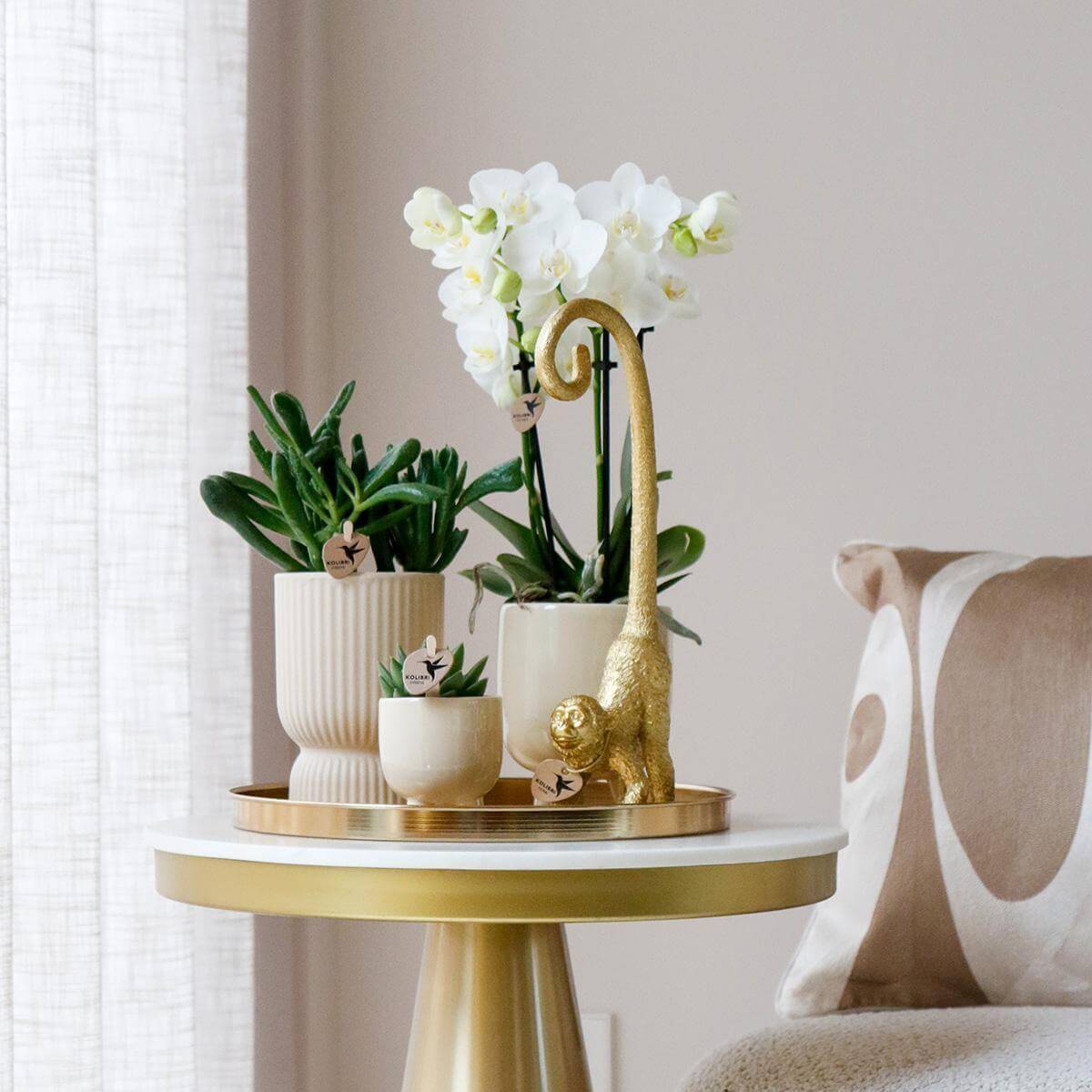 Giftset Luxury Living: Witte Phalaenopsis Orchidee en groene Succulenten in keramieken sierpotten, met speelse gouden Monkey long tail decoratie.