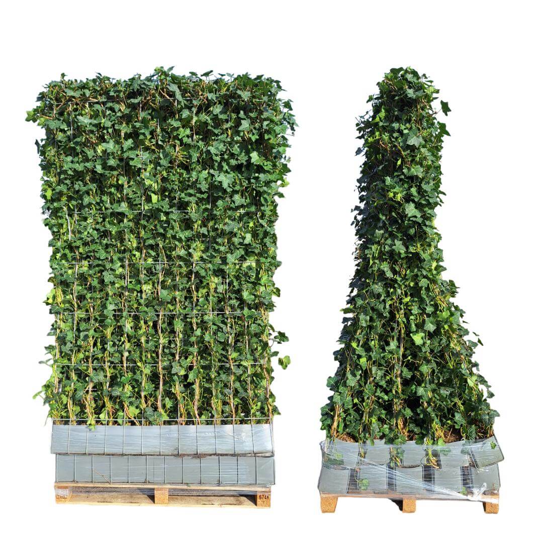 Winterharde en wintergroene Prunus Duo Kers kant-en-klare haag, 120x40x180 cm, ideaal voor privacy en kersenbloesems, direct klaar voor gebruik.