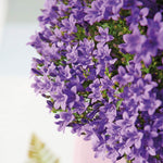 Addenda Campanula purple flowers blooming, perfect for winter-hardy and evergreen gardening in pots or flower boxes.