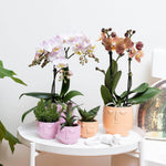 Phalaenopsis orchideeën in roze en oranje Happy Face sierpotten - kamerplanten op witte tafel - kleurrijke bloeiende orchideeën - 35cm hoog