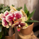 Twee geel-rode phalaenopsis orchideeën in bruine potten, speciaal uit de Diamond lijn, bloeiende kamerplant - vers van de kweker