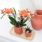 Oranje orchidee Bolzano en Succulent Royal Highness in terracotta sierpotten op bamboe dienblad, Kolibri Orchids planten set.