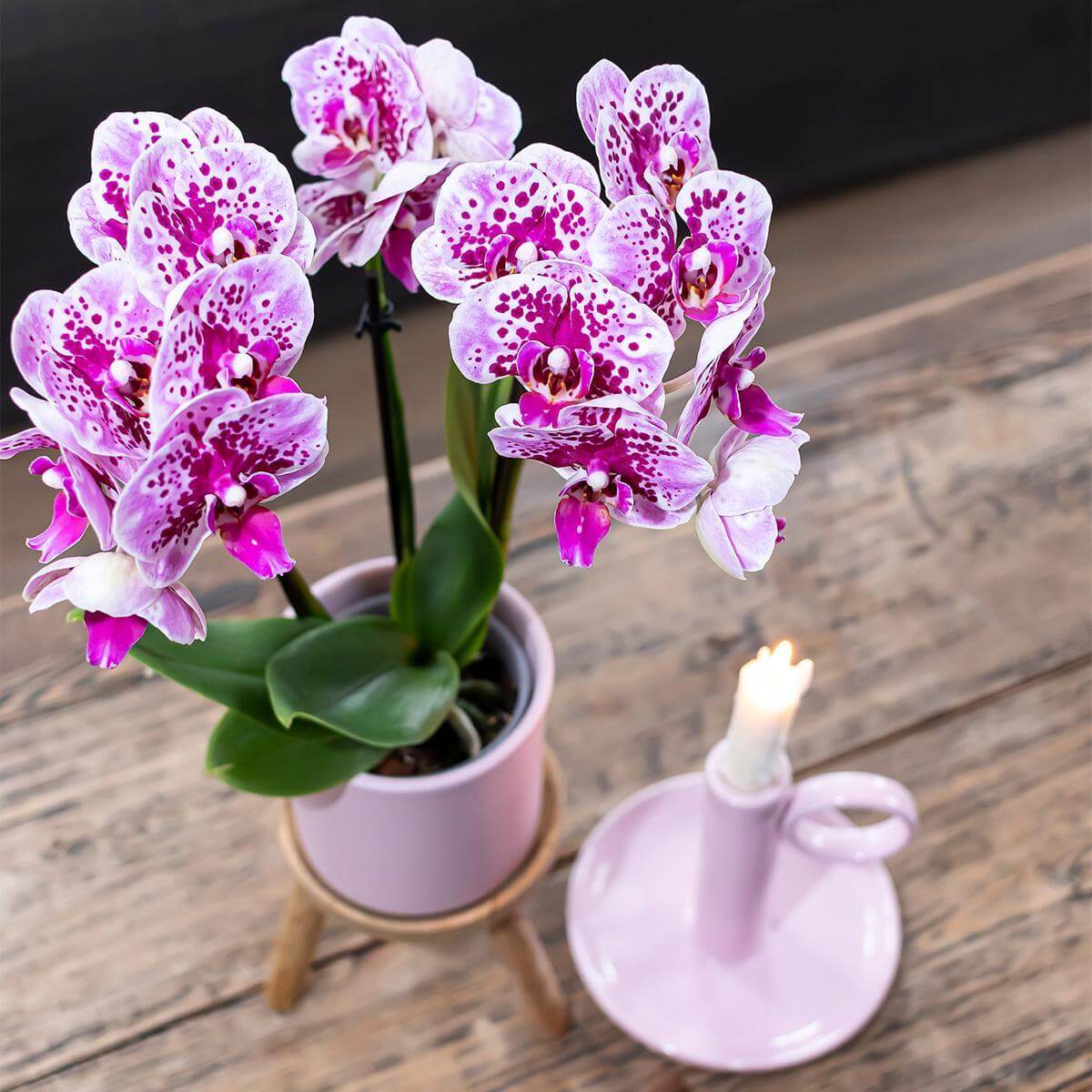 Prachtige roze paarse Phalaenopsis orchidee in pot naast kaars, Diamond lijn, vers van de kweker, COMBI DEAL van 2, potmaat Ø9cm