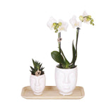 Set met witte Phalaenopsis Orchidee Amabilis en groene Rhipsalis in keramieken sierpotten op bamboe dienblad, product van Kolibri Company.