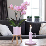 Bloeiende roze Phalaenopsis orchidee in lichte roze sierpot op houten krukje in een moderne woonkamer.