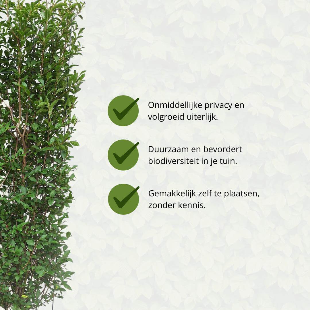 Ligustrum Ovalifolium Kant-en-Klaar Haag offering privacy, sustainability, and easy planting with no expertise required