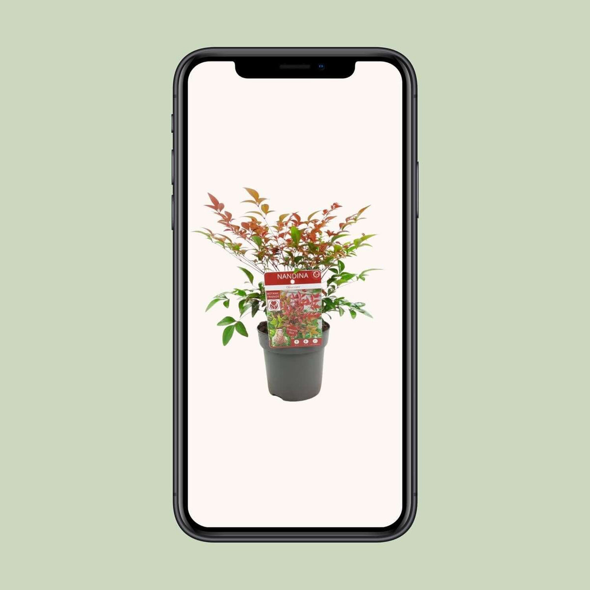 Nandina dom. 'Obsessed' ® winterharde plant in zwarte pot, weergegeven op een smartphone tegen een grijze achtergrond.