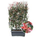 Photinia Fraseri 'Carré Rouge' kant-en-klaar haag 120x40x180 cm met levendig rood blad, winterharde en wintergroene plant.