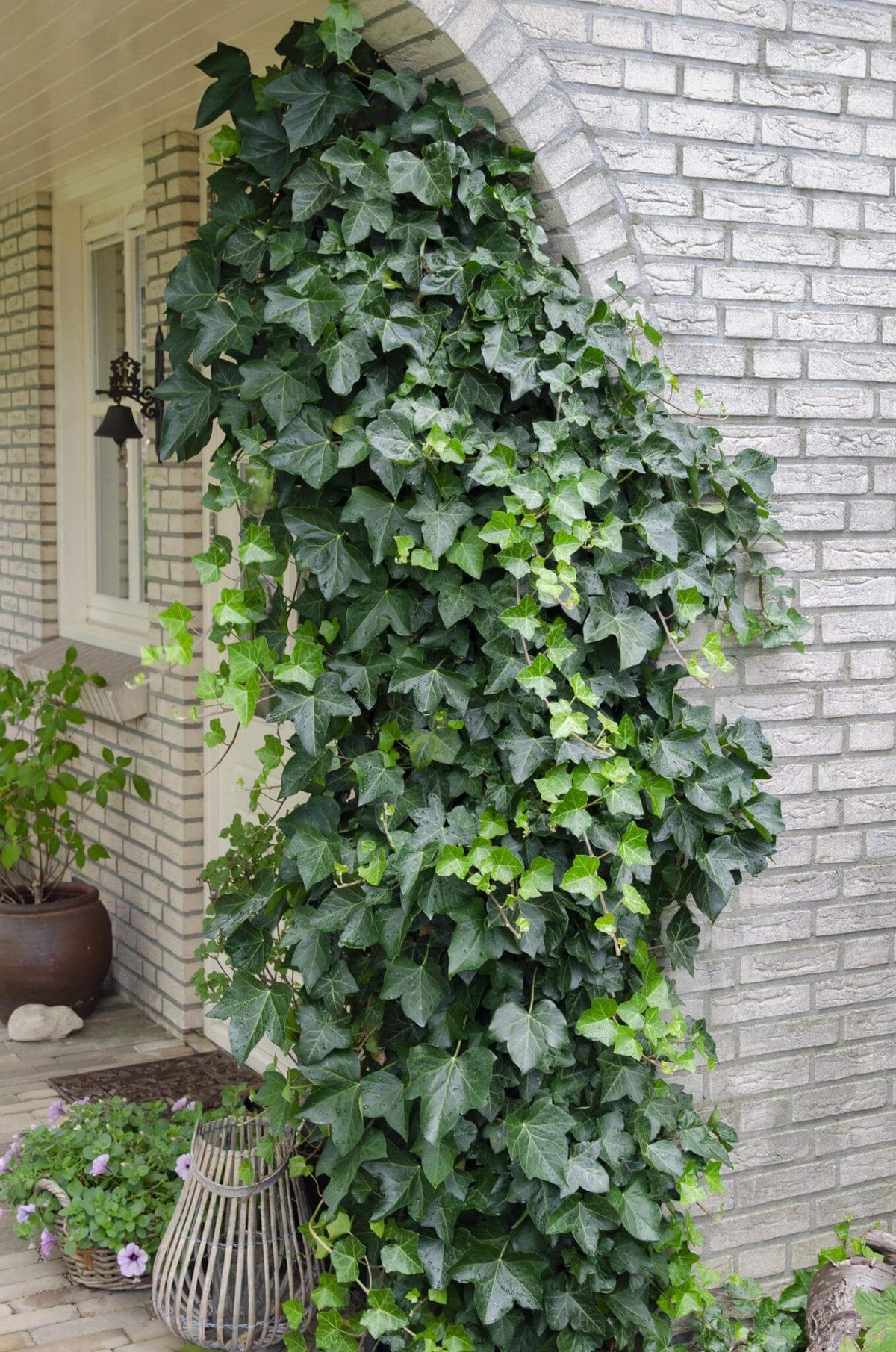 Hedera helix (Klimop Groen) groeit tegen een boog op een bakstenen muur, een winterharde en wintergroene plant.