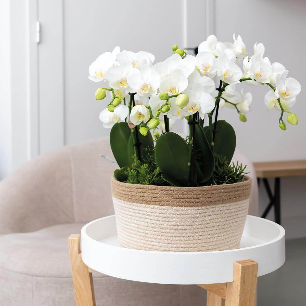 Witte orchideeën in een katoenen mand met watergeefsysteem, geplaatst op een witte bijzettafel in een moderne interieur.