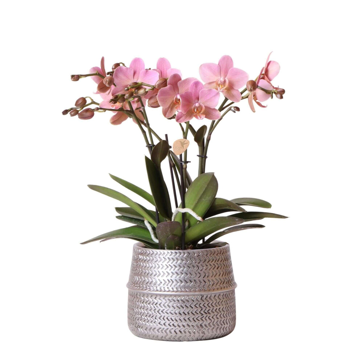 Roze Phalaenopsis orchidee Treviso in zilveren Groove pot, 12 cm, 35 cm hoog - blikvanger bloeiende kamerplant fresh van de kweker.