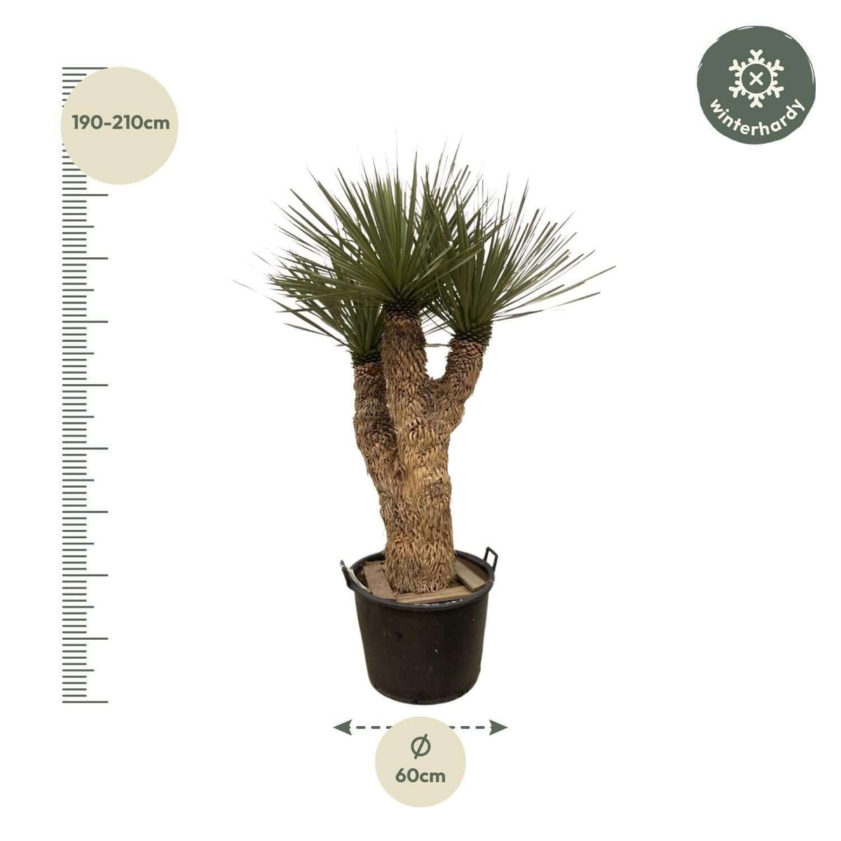 Yucca Rostrata Hidra plant in pot, 200 cm hoog en ø60 cm, winterhard met blauwgroene bladeren, perfect voor zonnige tuinen.