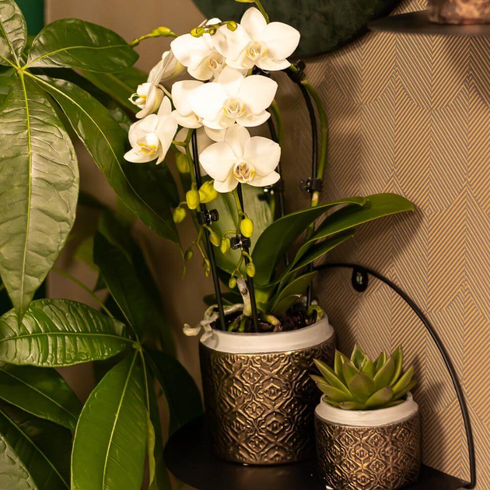 Witte Niagara Fall Phalaenopsis orchidee in luxe potmaat Ø9cm, bloeiende kamerplant voor interieurdecoratie, vers van de kweker.