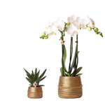 Planten set Groove goud met witte Phalaenopsis orchidee Amabilis en groene plant Aloe Brevifolia in gouden keramieken sierpotten.