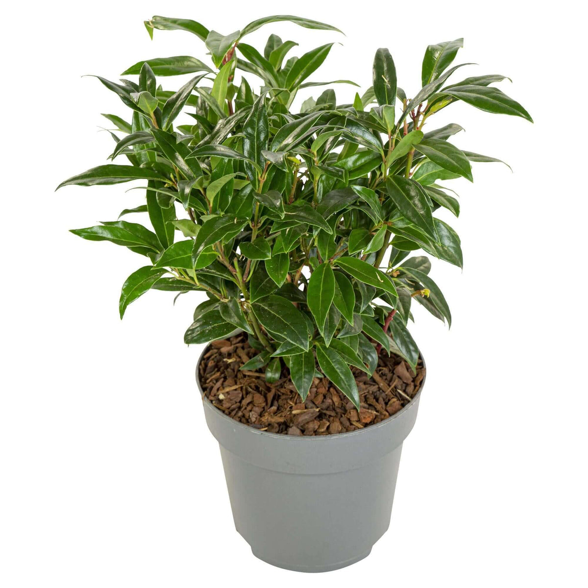 Sarcococca humilis 'Winter Gem' in grey pot, ideal for shaded areas, winter-hardy and evergreen plant.