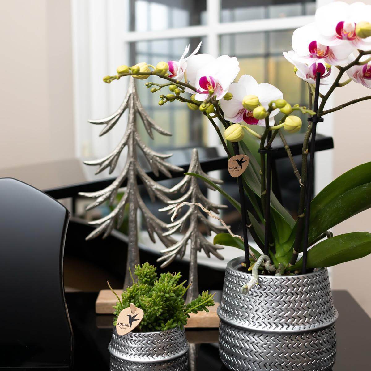 Witte Phalaenopsis orchidee in decoratieve potten op zwarte tafel, met kerstdecoraties op de achtergrond in een moderne woonomgeving