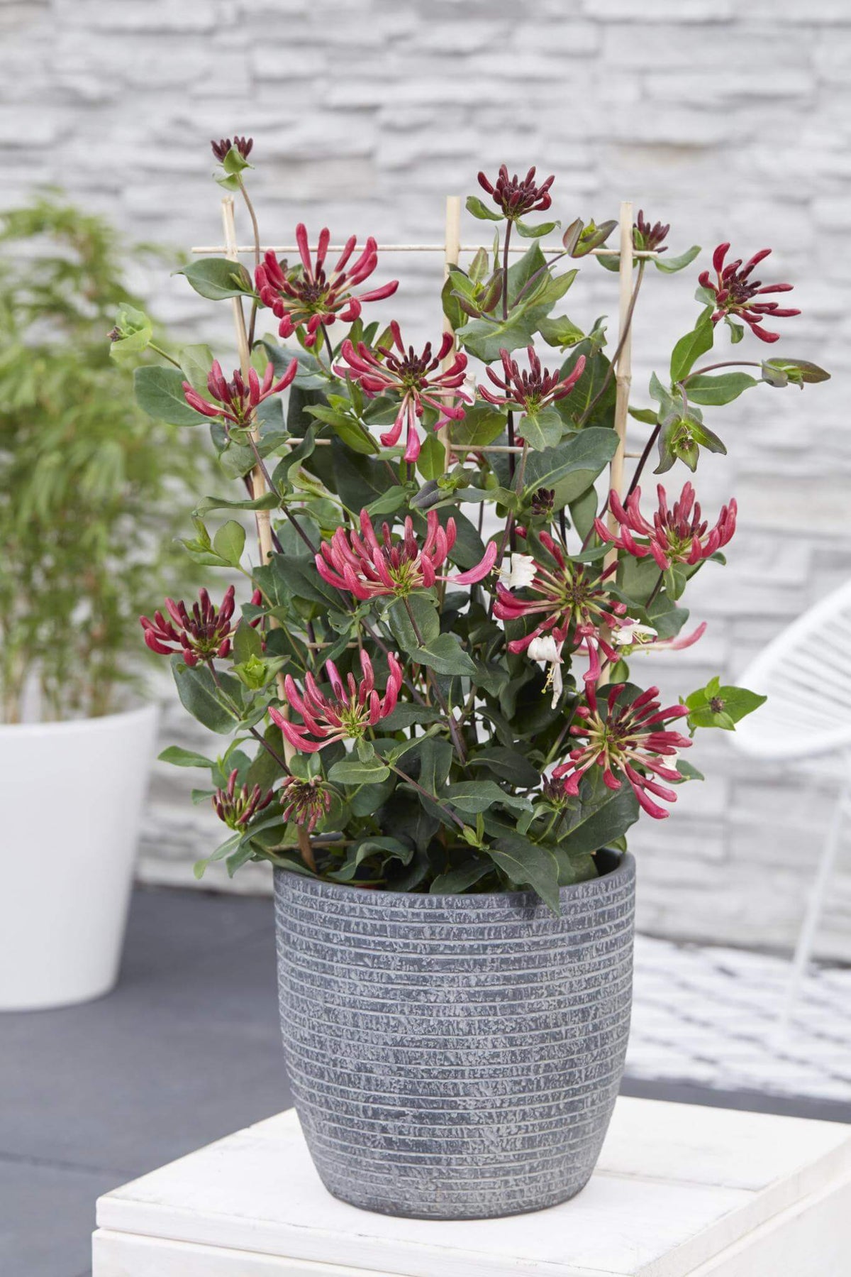 Lonicera periclymenum cap. Imperial plant with vibrant red flowers in a grey pot, ideal winterharde and wintergroene plant for gardens