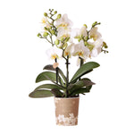 Witte phalaenopsis orchidee van Kolibri met potmaat Ø9cm, deel van de Blossom collectie, bloeiende kamerplant voor elk interieur.