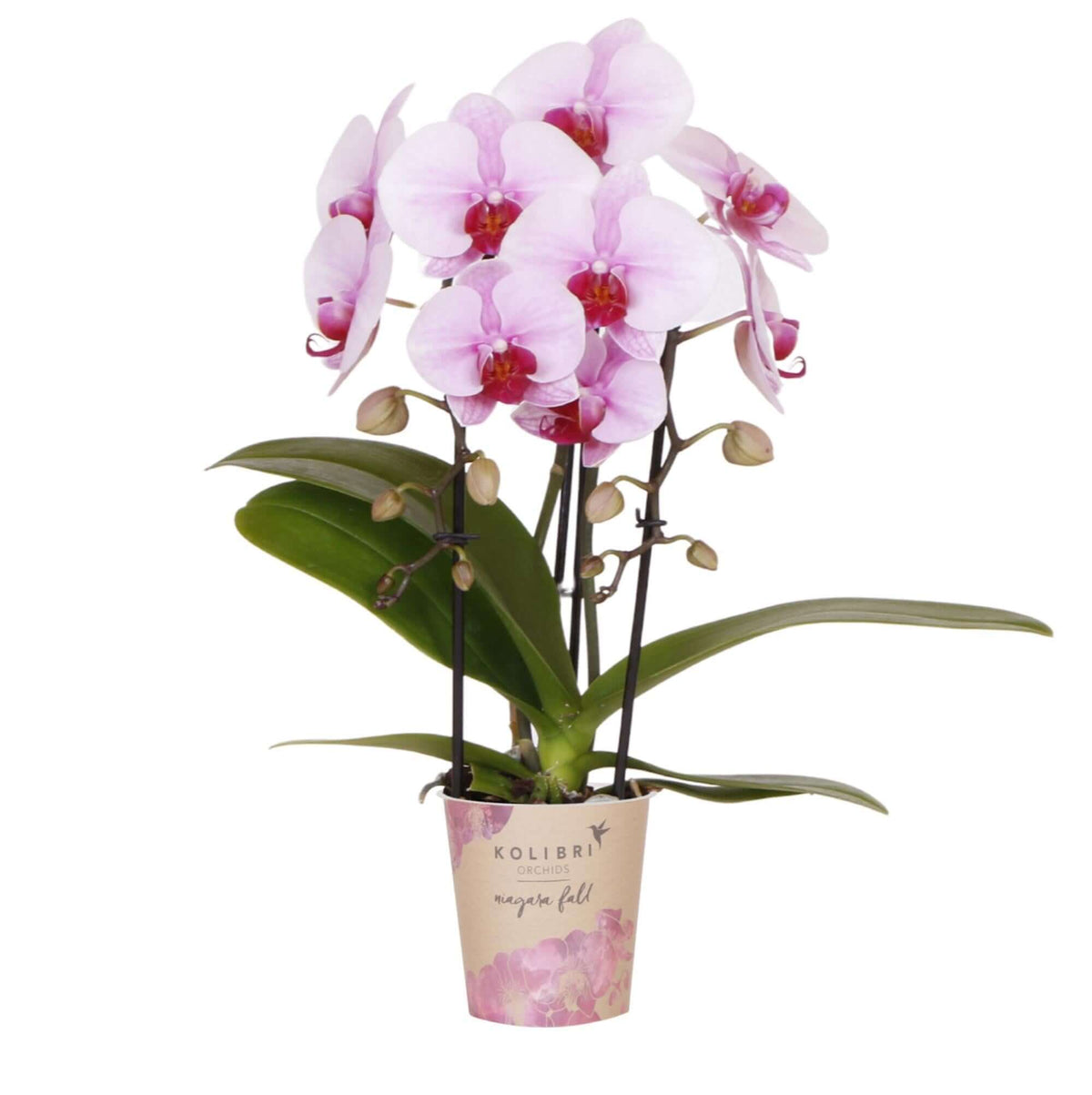 Roze Niagara Fall Phalaenopsis orchidee in pot Ø9cm - bloeiende kamerplant van Kolibri Orchids.