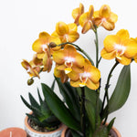 Oranje gouden Phalaenopsis orchidee bloeiende kamerplant in potmaat Ø12cm met mooie bloemen en groene bladeren, perfect voor thuis decoratie.