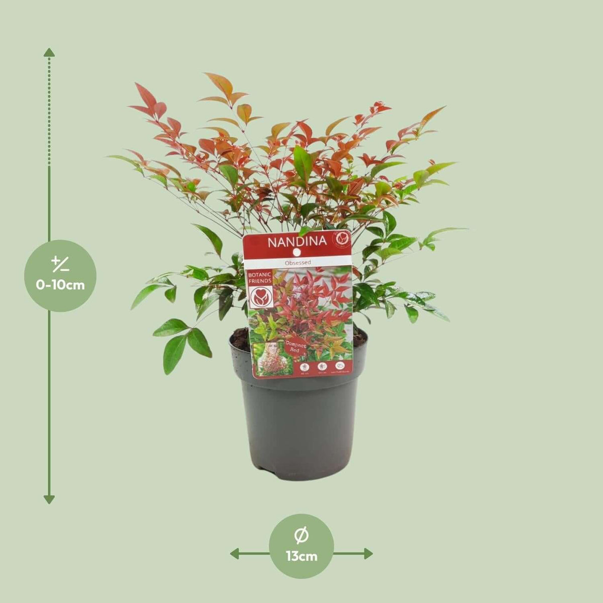 Nandina dom. 'Obsessed' winterharde plant in pot van Ø13cm en hoogte van 0-10cm, wintergroene tuinplant met levendige bladeren