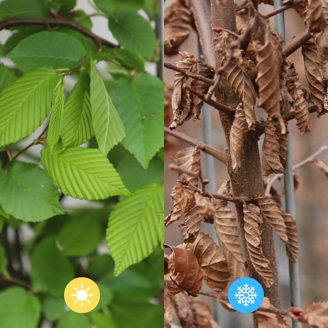 Groene en bruine bladeren van Carpinus Betulus Beukenhaag in zomer en winter, toont winterharde en wintergroene eigenschappen