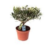 Olea Olijf - Ø15cm - ↕35cm winterharde en wintergroene plant in terracotta pot voor binnen of buiten, ideale plant voor zonnige plek