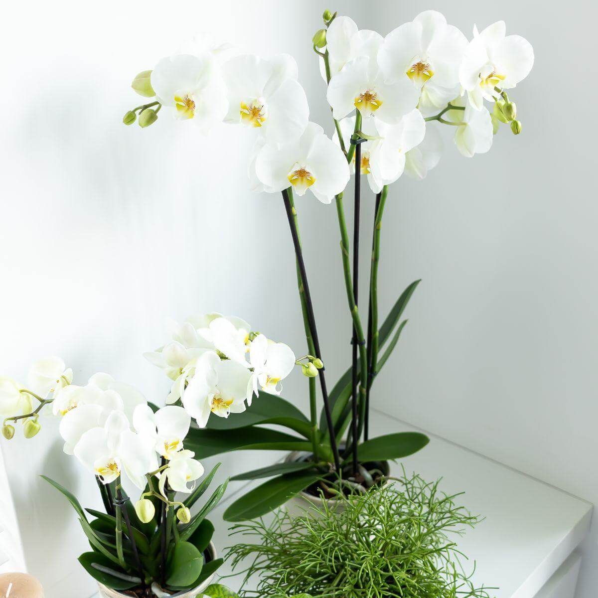 Witte Phalaenopsis Dame Blanche orchidee in potmaat Ø12cm, met grote witte bloemen en 2-3 takken, perfect voor elk interieur.