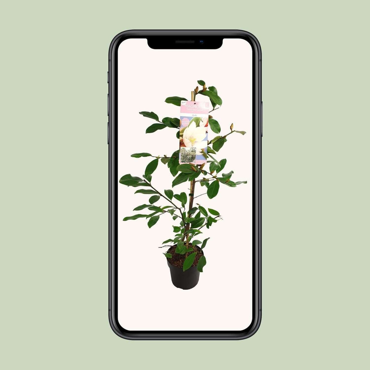 Michelia Fairy Magnolia Blush - Ø19 - ↨70cm